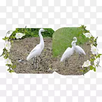 白鹭鸟鹳动物群