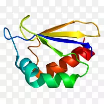 ndufa 2血红蛋白，α1 uniprot蛋白基因-线粒体内膜