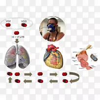 VO2 max肺生理学心脏耐力-心脏