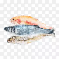 沙丁鱼产品太平洋桑树油性鱼类-鱼类