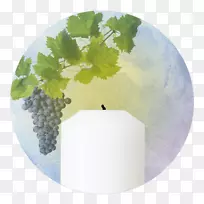 普通葡萄叶葡萄
