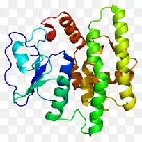 谷胱甘肽s-转移酶人类基因组计划gsto1-erm蛋白家族