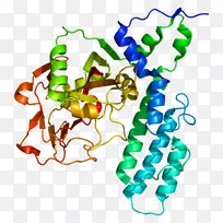 聚(adp-核糖)聚合酶parp 3 tiparp基因腺苷二磷酸erm蛋白家族