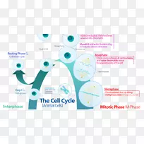 细胞周期有丝分裂间期细胞分裂-细胞分裂