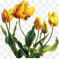 郁金香花黄色花园玫瑰-郁金香