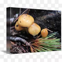 蘑菇菌