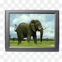 非洲水牛动物非洲丛林大象教师-展示链接