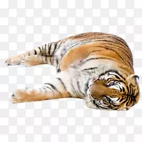 猫科狮子，孟加拉虎，西伯利亚虎-猫