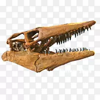 三角龙霸王龙白垩纪晚期头骨-头骨