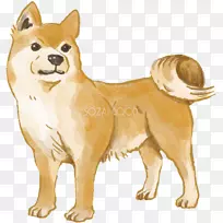 古代犬种芬兰斯皮兹犬