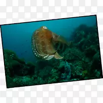 八爪章鱼海洋生物-探险厨房