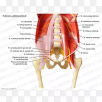 骶髂下神经腰丛髂腹股沟神经骶神经丛