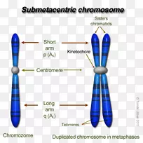 真核生物染色体结构dna着丝粒遗传学动粒