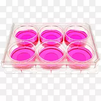 细胞培养组织培养玻璃盖板-细胞培养