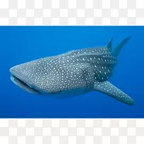 鲸鲨-鲸鲨