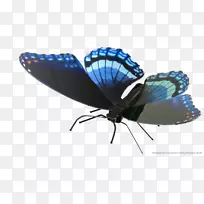 蝴蝶昆虫-蝴蝶