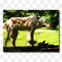野生动物灰狼动物鼻子陆生动物林地公园动物园