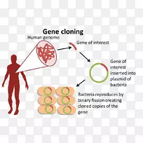 生物基因组生物基因克隆-限制性内切酶