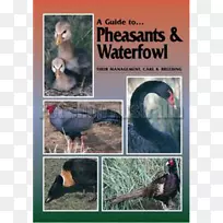 鸟类-鸡和水禽指南：它们的管理、照料和饲养-环颈鸡