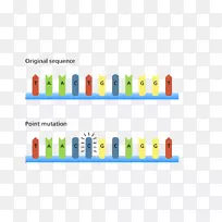 点突变dna移码突变遗传学染色体易位