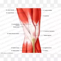 膝直肌人体解剖-股直肌