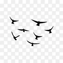 鸟迁徙线剪贴画-鸟