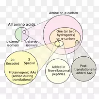 非蛋白质性氨基酸支链氨基酸阴性