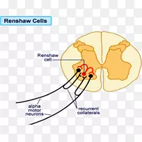 Renshaw细胞运动神经元负反馈-医学细胞