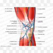 膝关节人体血管神经系统-股直肌