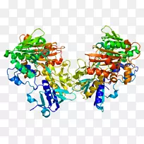 Afm 1细胞凋亡诱导因子Flavin腺嘌呤二核苷酸蛋白凋亡诱导因子
