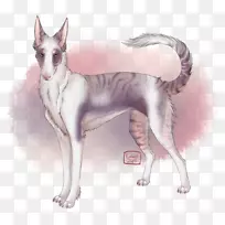 雪普拉西伯利亚雪橇犬萨鲁斯狼狗迦南犬培育猫