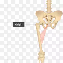 肌缝匠肌股薄肌解剖人体-上直肌