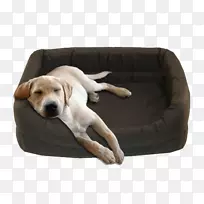 狗繁殖小狗同伴狗鼻子狗坐着