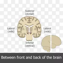 人脑多极神经元运动神经元
