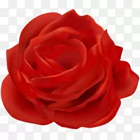 花园玫瑰红花夹艺术-杏画