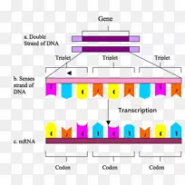 密码子dna基因编码生物学转录dna分子