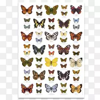 蝴蝶英国昆虫海报-蝴蝶