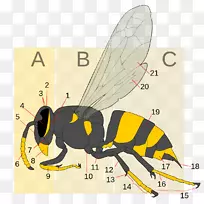 黄蜂蜂