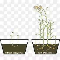 芦苇植物内生植物研究