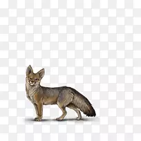 红狐犬繁殖犬群