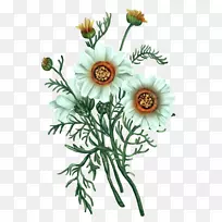花卉博客教程花卉设计-花卉