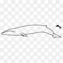 蓝鲸、头盖骨、座头鲸、鲸类.鲸鳍图