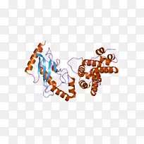 ube2i泛素结合酶rangap 1基因