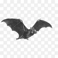 蝙蝠服装剪贴画-蝙蝠