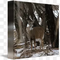 白尾鹿动物野生动物冬季白尾鹿
