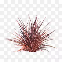新西兰亚麻属植物草-植物