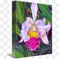 深红金牛水彩画飞蛾兰花-热带兰花