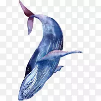 鲸鲨纹身驼背鲸蓝鲸-鲨鱼