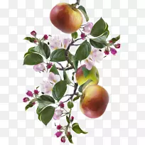 苹果桃树-苹果