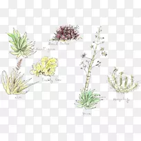 草本植物茎、草本花、亚灌木-花